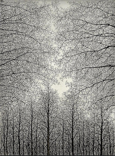 Sōichirō Tomioka Trees (1961) t3 1lecb8r.jpg
