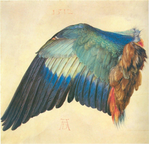 Albrecht Dürer Wing of a Blue Roller (1512) t3 1l2k2ak.jpg