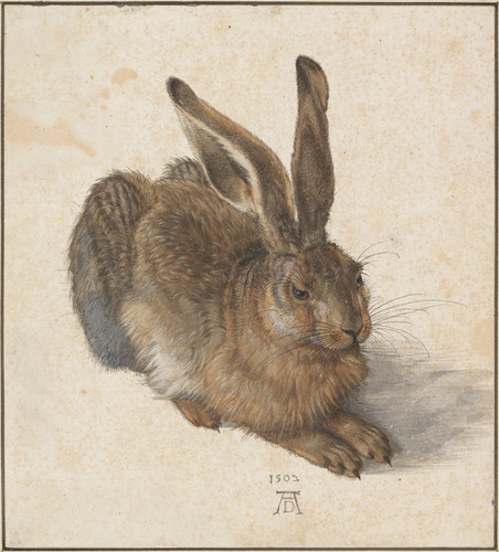 Albrecht Dürer Young Hare (1502) t3 1l47z5h.jpg