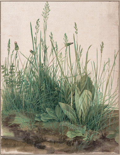 Albrecht Dürer Great Piece of Turf (1503) t3 1lc0lcz.jpg
