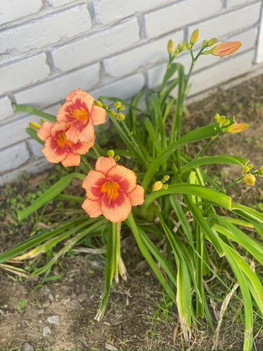 Lys et roses au mur de ma maison (2).jpg