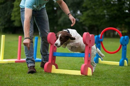 Puppy School in Dublin.jpg