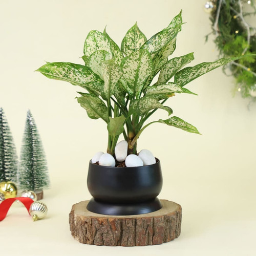 p aglaonema snow white plant 198.jpg
