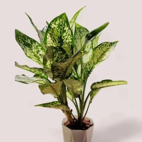 whatsapp image 2024 09 27 at 12.jpg