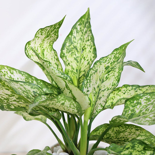 snow white aglaonema plant in ce.jpg