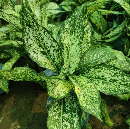 aglaonema snow white plant (2).jpg