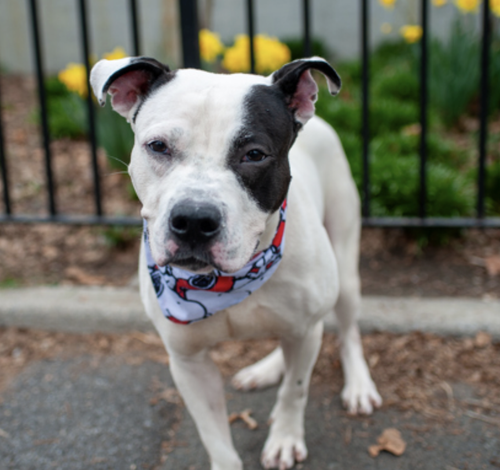 Gna vSyWMAAdF9a?format=png.png