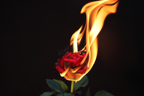 Rose On Fire.jpg