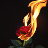 Rose On Fire