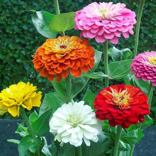 25 alyssum flower seeds jkfarm o.jpg