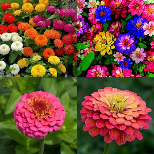44 zinnia seeds double hybrid ib.jpg