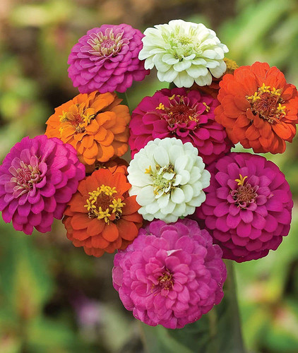 25 rare cut come again zinnia se.jpg