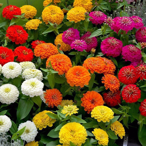 50 hybrid zinnia ishika original.jpg