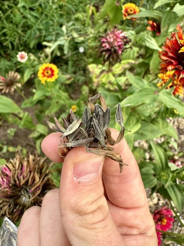 zinnia seeds 768x1024.jpg