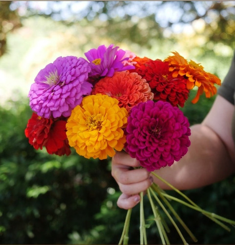 100 zin 299 n mix zinnia seeds s.jpg