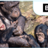 22 como los chimpances