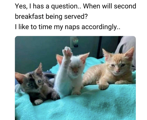 Screenshot 2025 07 09 at 10.19.48 AM.png