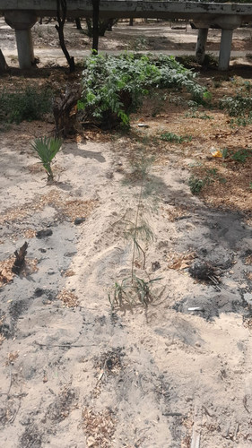 IMG 20250415 WA0005.jpg