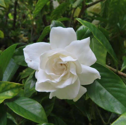 gardenia 5097886 1920.jpg