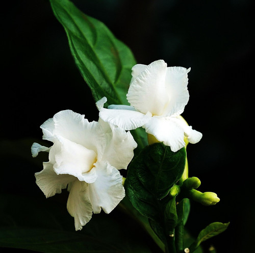 flower 6438169 1920.jpg