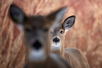 during the hunt regular small.jpg