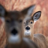 during the hunt regular small
