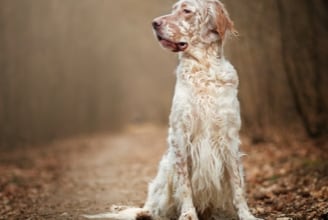 dogs regular small.jpg