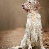 dogs regular small