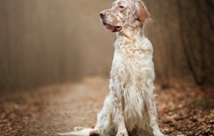 dogs regular medium.jpg