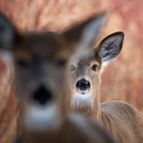 during the hunt regular medium