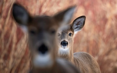 during the hunt regular large.jpg