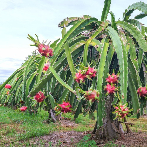 red dragon fruit plant.jpg