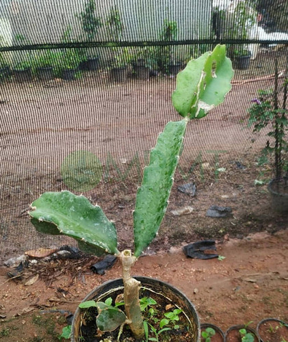 no perennial yes dragon fruit li.jpg