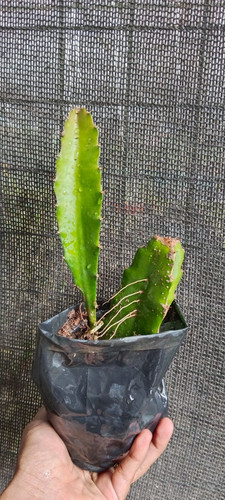 dragon fruit.jpg