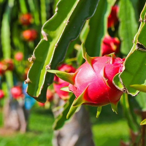 Dragon fruit plant.jpg