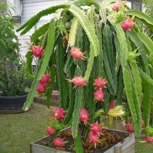 red dragon fruit plant 500x500.jpg
