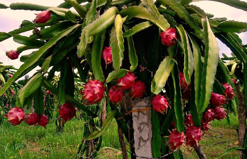dragon fruit (1).jpg