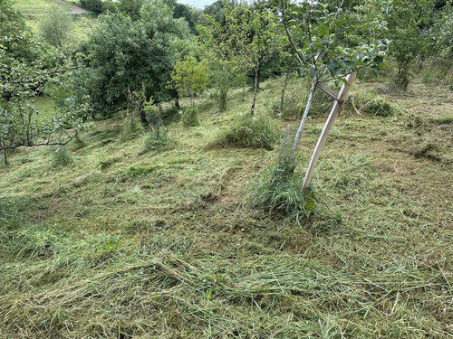 gras.jpg