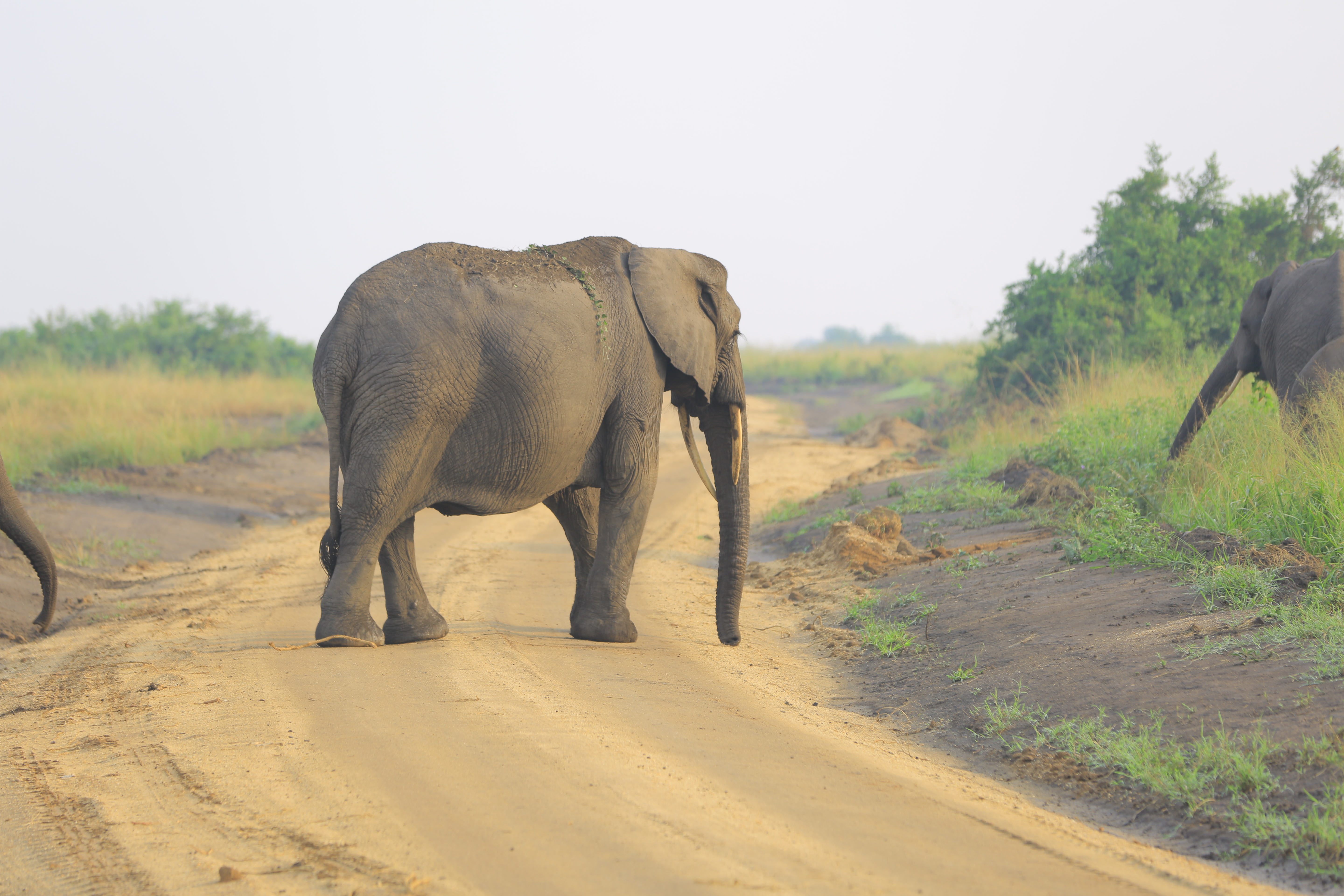 Classic Safari Wildlife