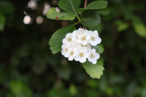 IMG 0124.jpg