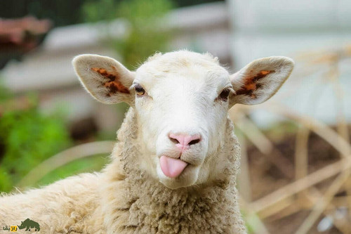 Gsv4X7LXwAAkHo8.jpg