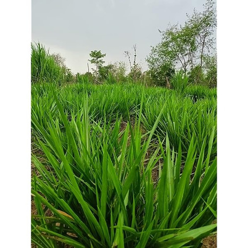 810hdOQ7WhL. AC UL600 SR600,600.jpg