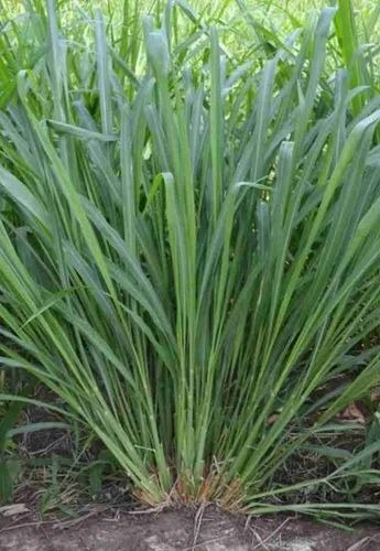 product jpeg 500x500 (1).jpg