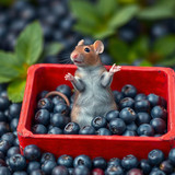 www.naked-ai.art - A red box of blue berries with a rat dancing inside