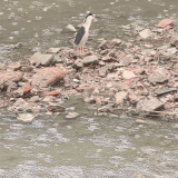 GIF 20250607100203161.gif