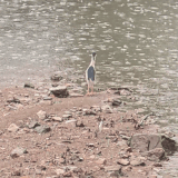 GIF 20250607100709206.gif