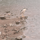GIF 20250607100913317.gif