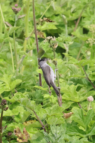 GstDEAhW4AAPPvq.jpg