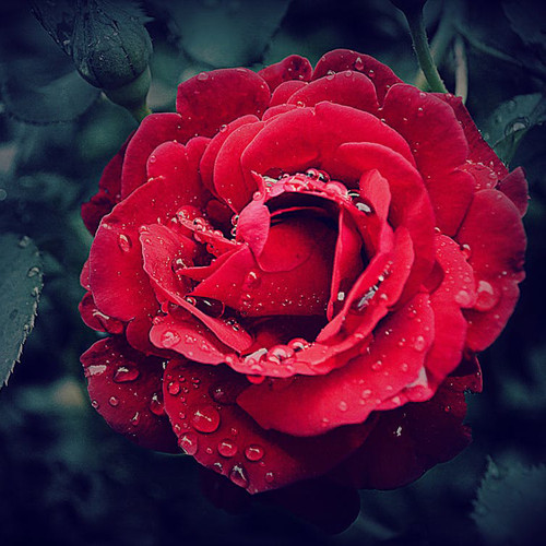 rose.jpg