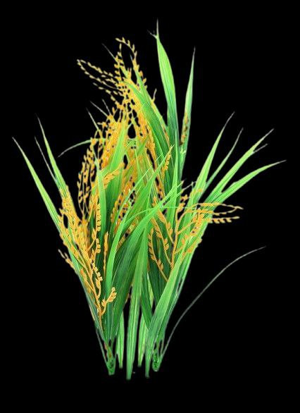 IMG 20250607 104736 349.jpg